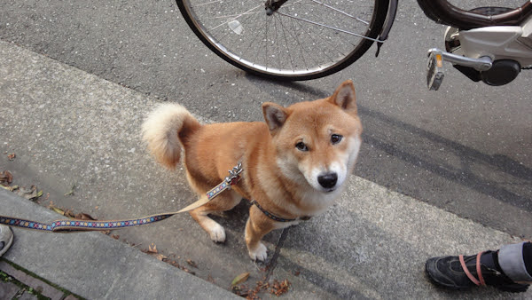 a shiba inu dog looks at the camera